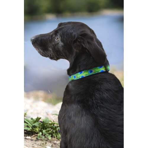 Originals 1" Tail Feathers 12-20" Adjustable Collar For Medium And Larger Dogs